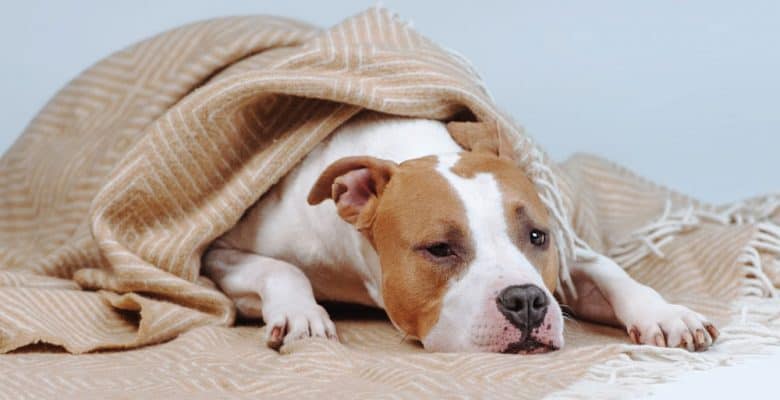 Pitbull dog resting covered with blanket