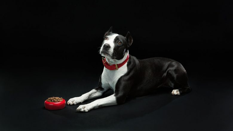 Portrait of a Pitbull dog with its dry dog food