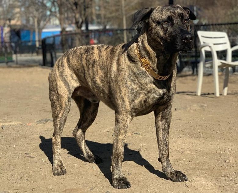 A Brindle Pitbull German Shepherd mix at a park