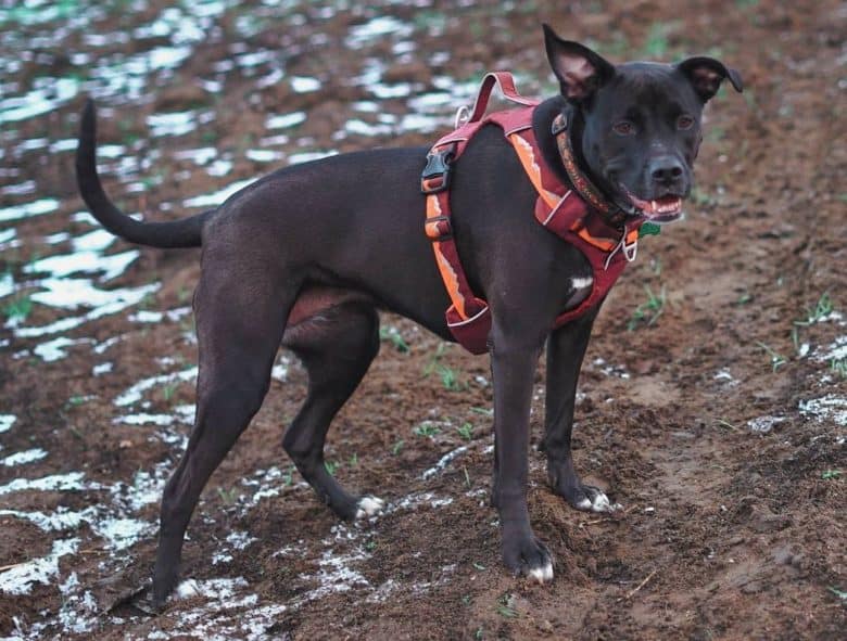 An active Pitbull Lab mix standing outdoors