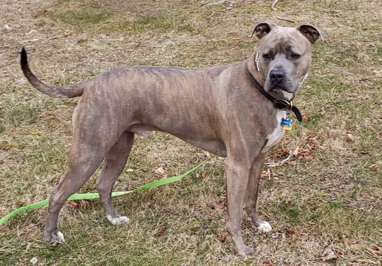a Pitmastiff dog posing in a field