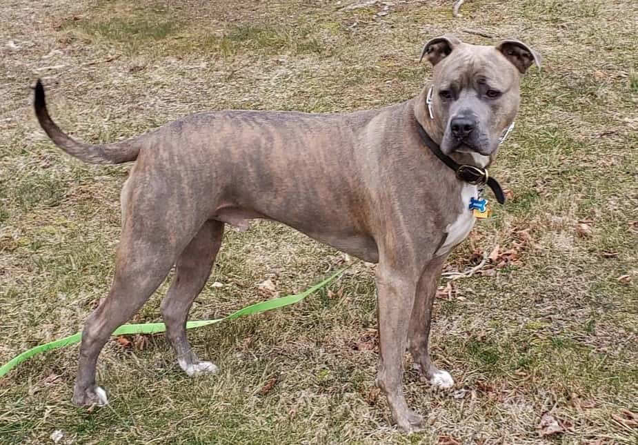 Brindle Pitbulls Are they Rare? What Kind of Pitties Have this Color