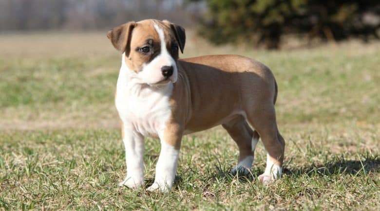 Pitbull puppy standing on the field