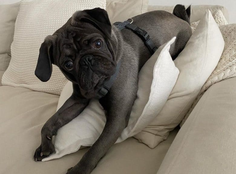 Ein kostbarer Platin-Mops, der auf Kissen auf einer Couch liegt