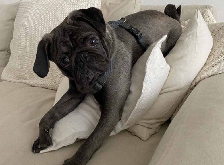  Un precioso Pugs de platino acostado en almohadas en un sofá