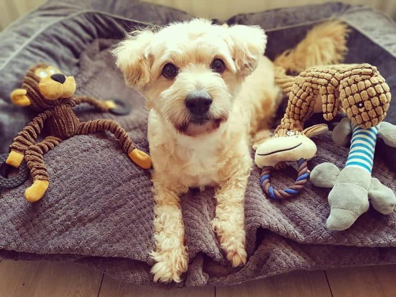A Bichonaranian after grooming with toys