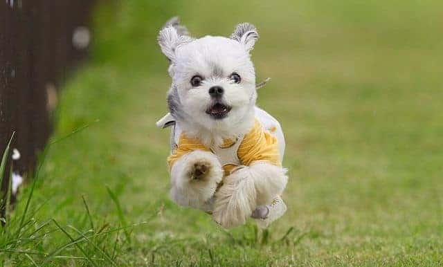 Playful Maltese Chihuahua mix dog