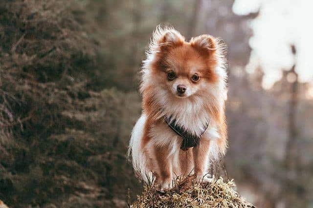 An enchanting Pom-Chi standing on a rock