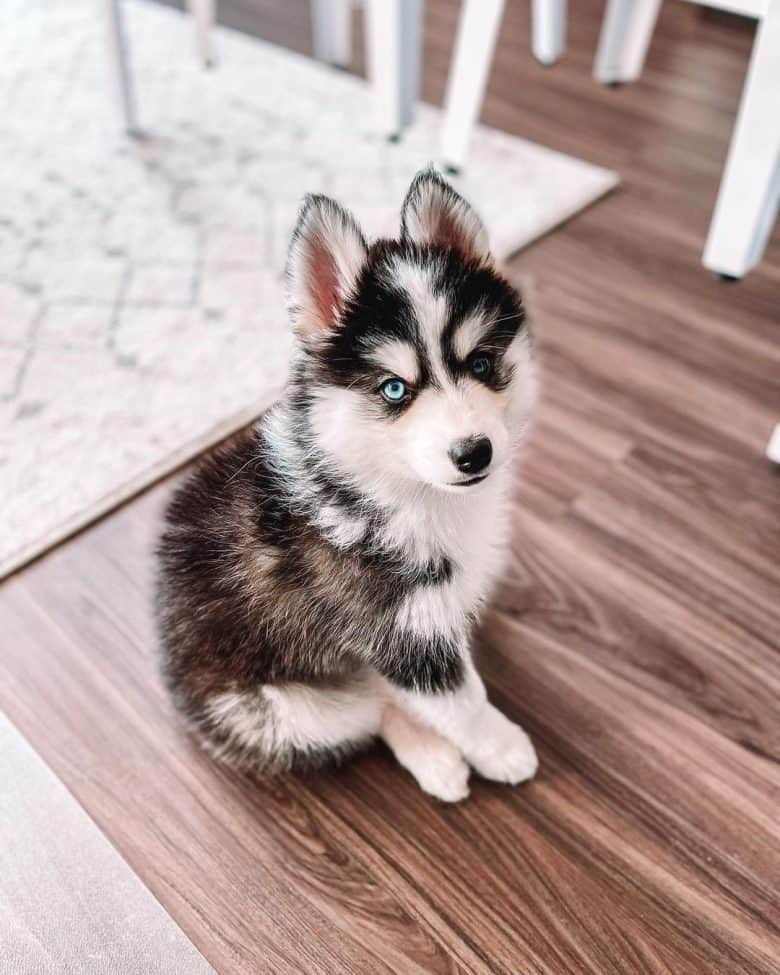 A little Pomsky puppy sitting on wooden floor