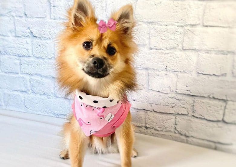Pomeranian German Shepherd mix dog wearing pink outfit