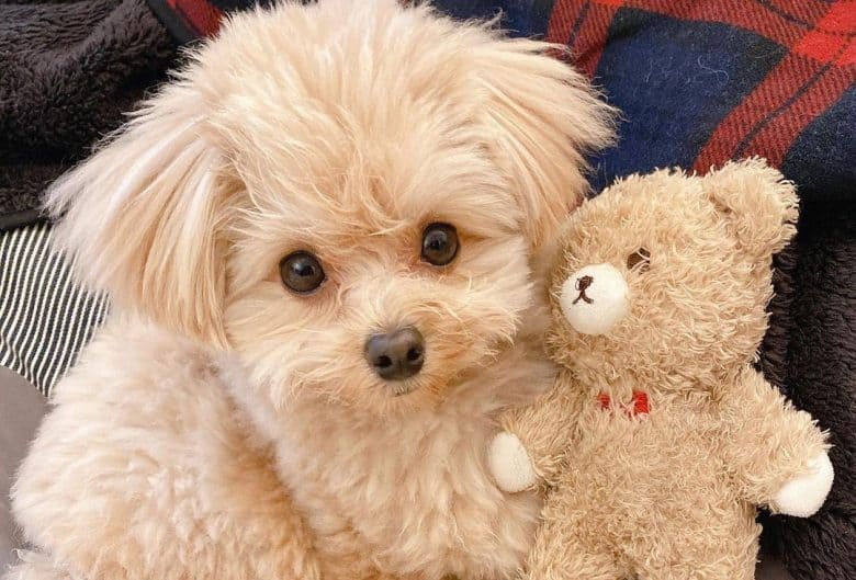 Pomeranian Poodle mix dog lying with the teddy bear