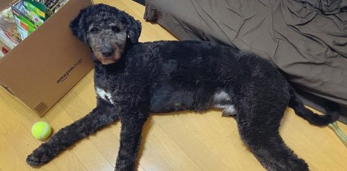 Akita Mixes: 25 Different Akita Inu Crossbreeds - K9 Web