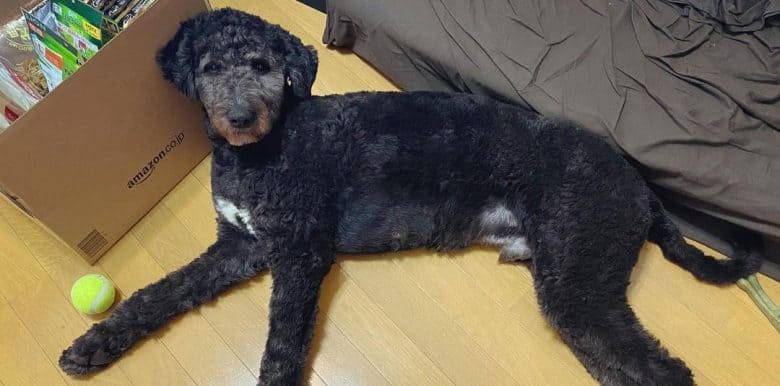 Poodle and Akita mix dog lying on the floor