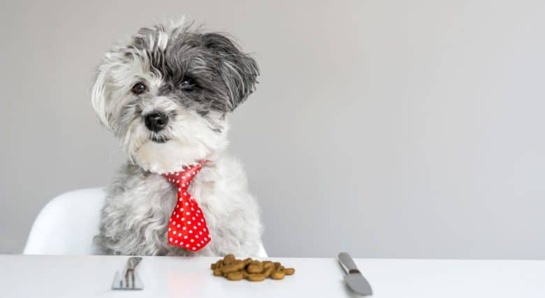 Poodle dog sitting on the table with food