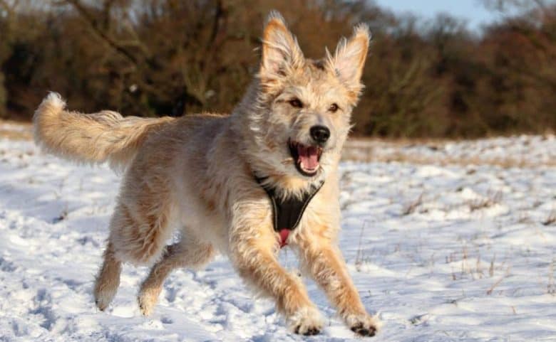 Poodle German Shepherd mix dog running in the snow