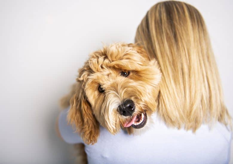 Adorable Poodle mixes