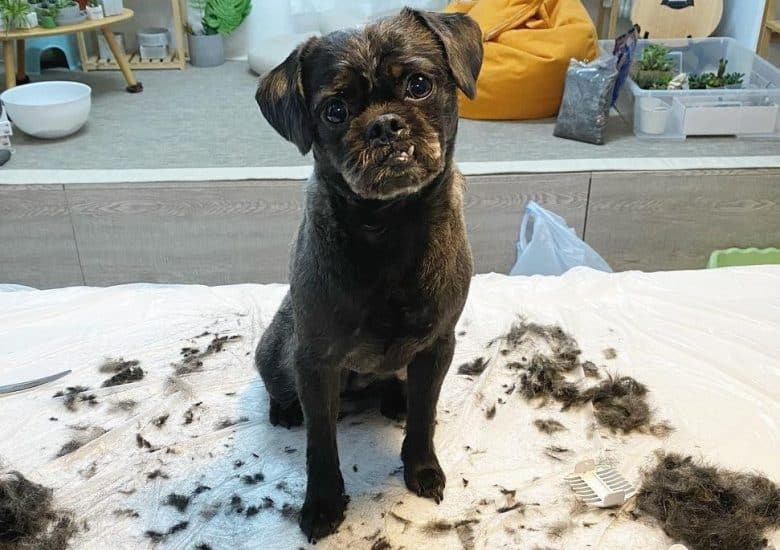A black Poodle Pug mix shaved and groomed