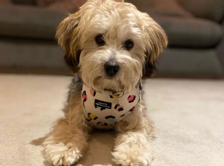 Yorkshire Terrier Poodle and Shi Tzu mix dog portrait