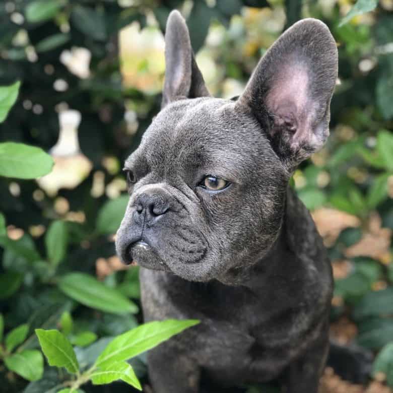 A side portrait of a Blue Frenchie with leaves background