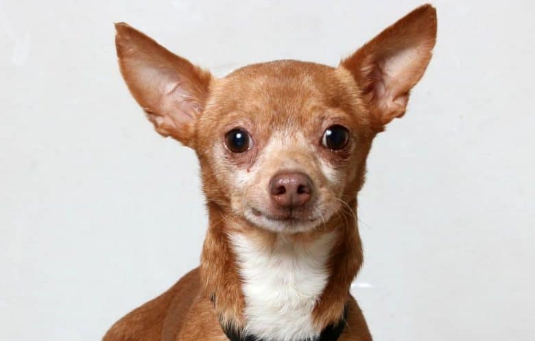 An adorable Chisenji dog portrait