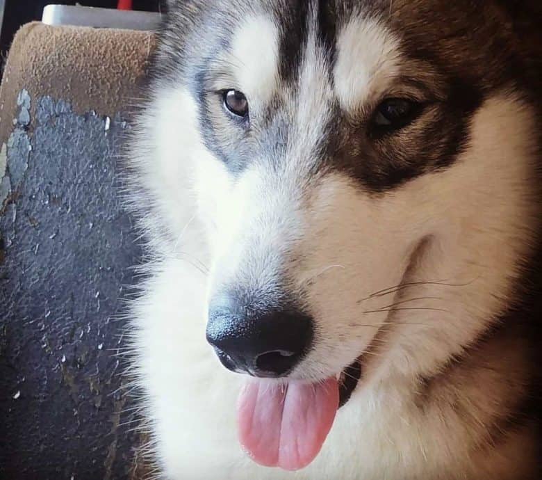 Portrait of Alaskan Malamute dog with blaze mark
