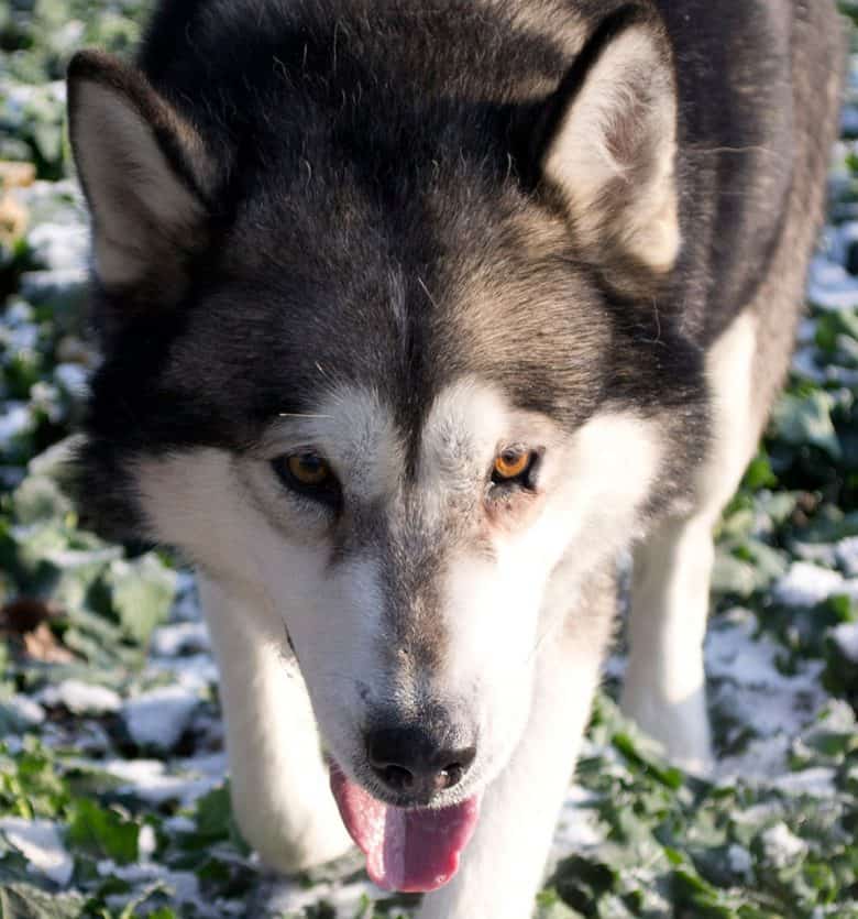 Portrait of Alaskan Malamute dog with cap marking