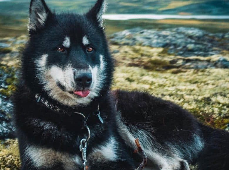 Portrait of Alaskan Malamute dog with closed-face marking