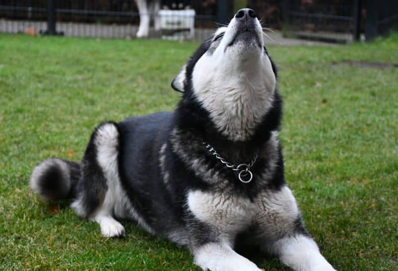 Portrait of Alaskan Malamute dog with eagle marking