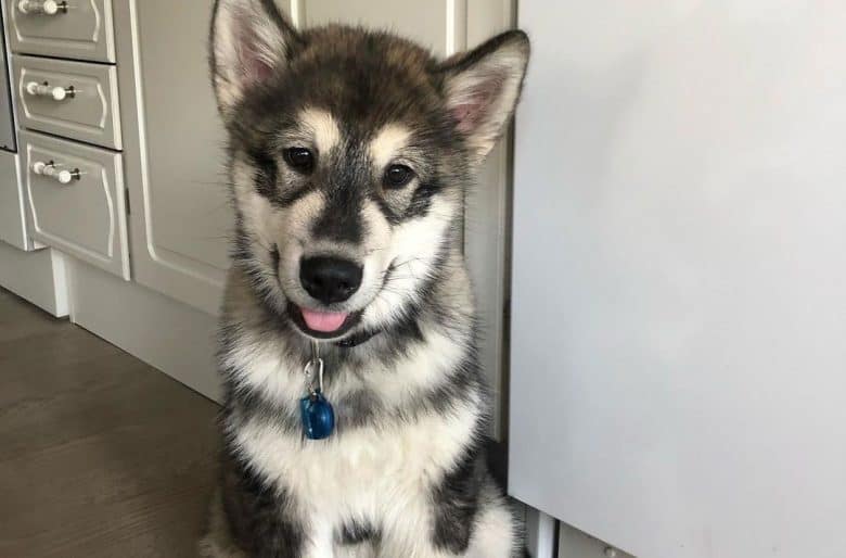 Portrait of Alaskan Malamute dog with full mask mark