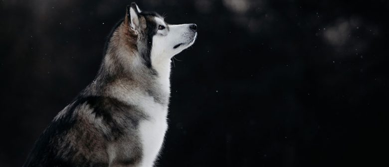 Portrait of Alaskan Malamute sitting and looking above