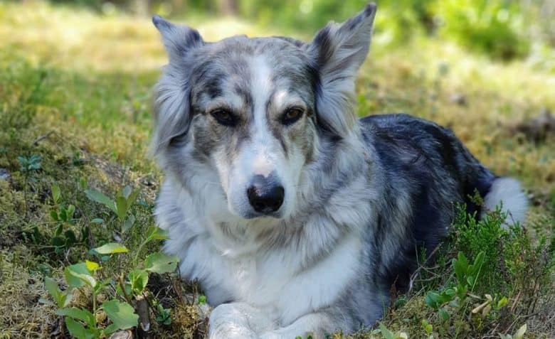 Portrait of Aussie Malamute dog lying outside