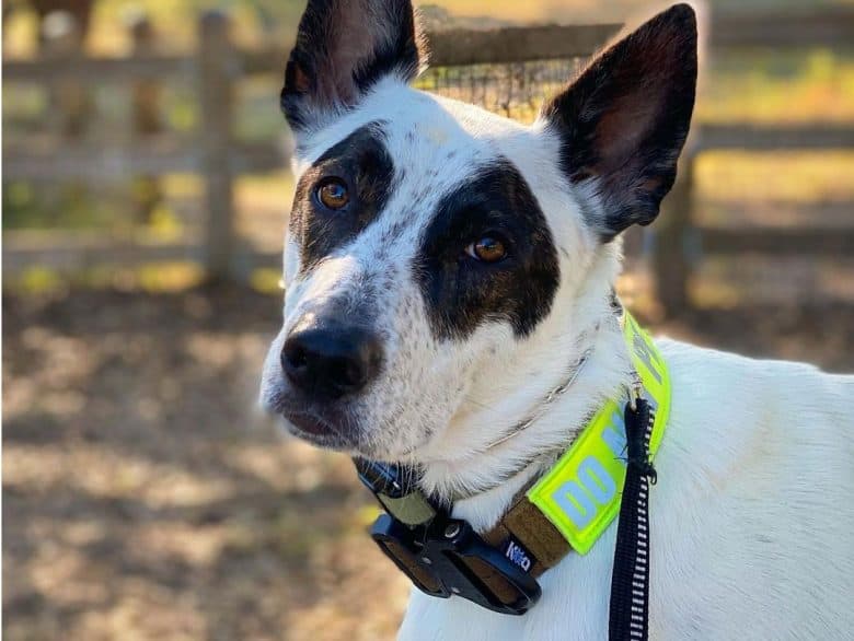 Portrait of Australian Shepherd Blue Heeler mix dog