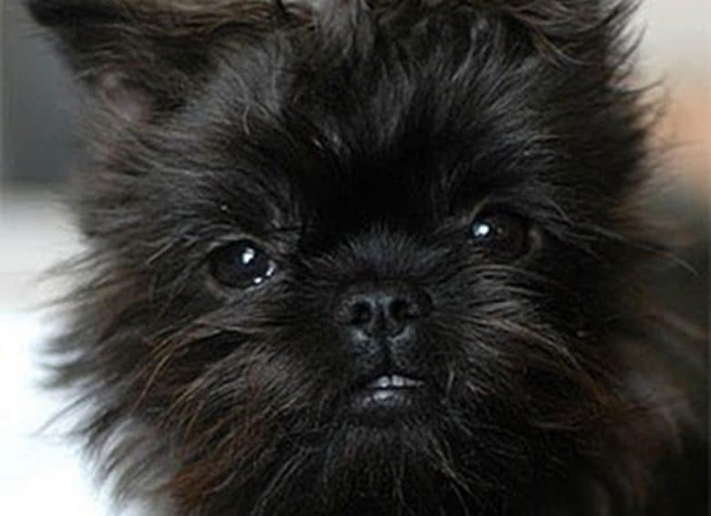 Portrait of Border Terrier and Affenpinscher mix dog