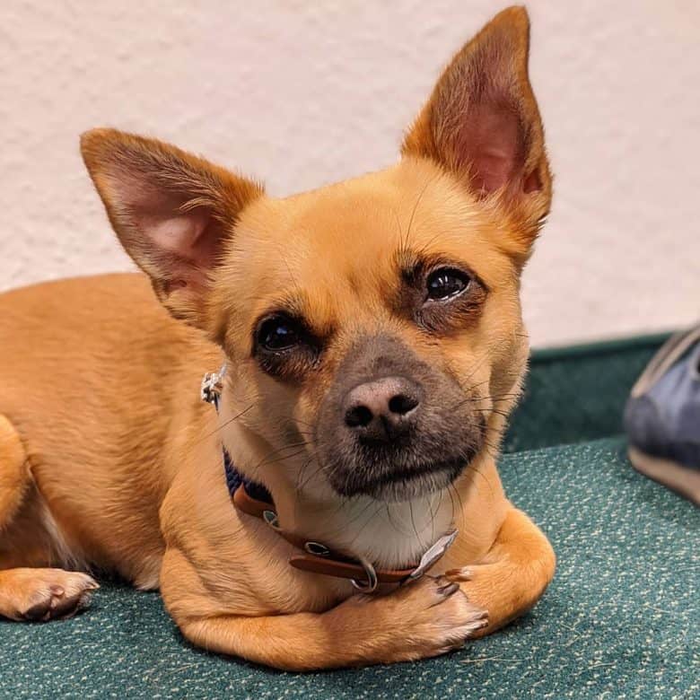 Portrait of Border Terrier Chihuahua mix dog