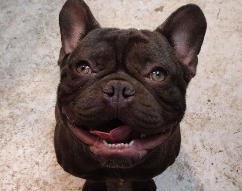 Portrait of Chocolate French Bulldog