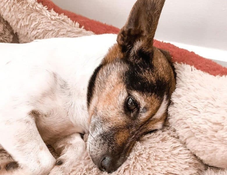 Portrait of a dog lying on the bed