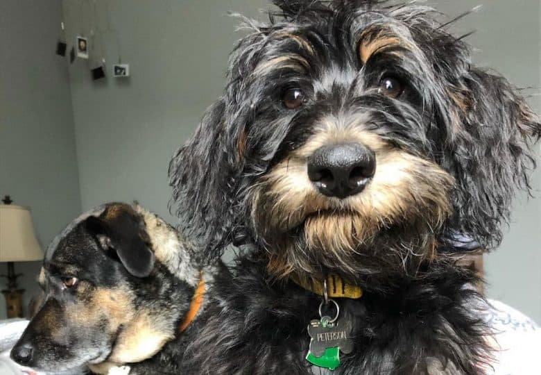 Portrait of German Shepherd Poodle mix dog