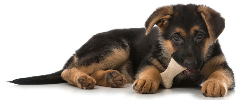 Portrait of a German Shepherd puppy chewing a bone