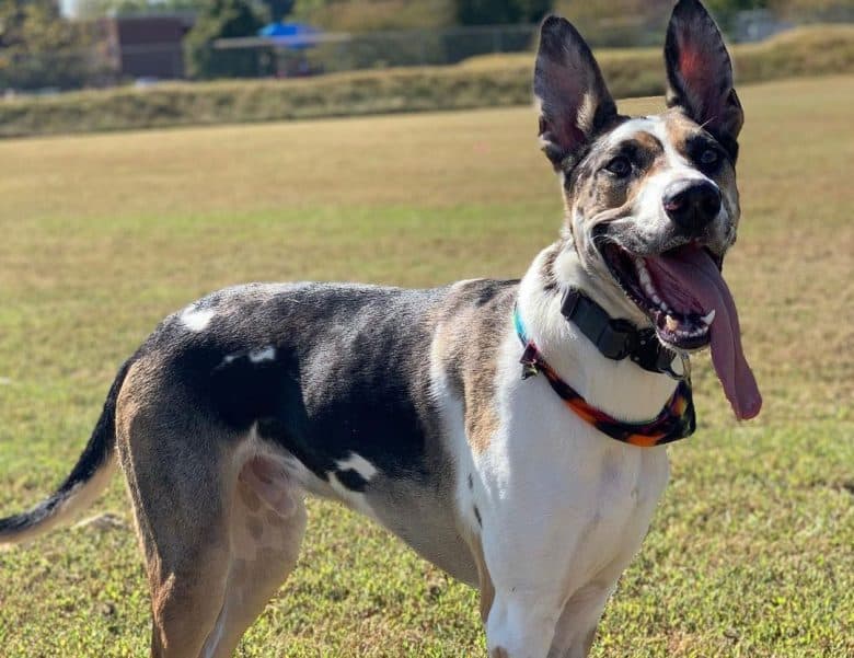 Portrait of Great Dane German Shepherd mix dog while the tongue is out
