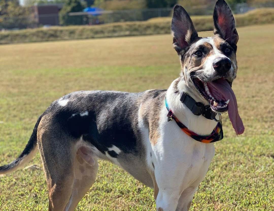 Out of 43 German Shepherd mixes, which is the one for you? K9 