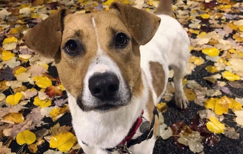 Portrait of Jack Russell Terrier Basset Hound mix dog