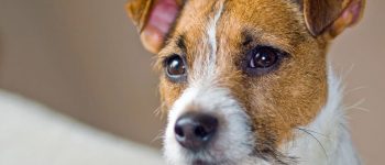 Portrait of Jack Russell Terrier dog