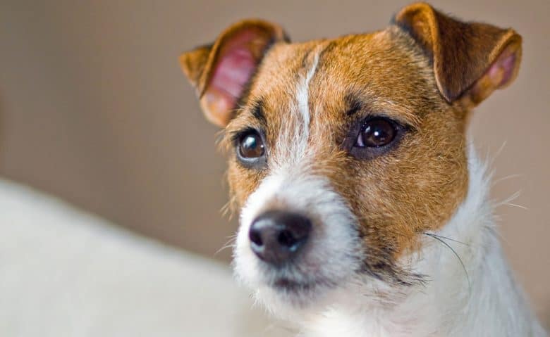 Jack russell terrier