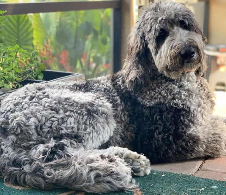 Portrait of lying Great Dane Poodle mix dog
