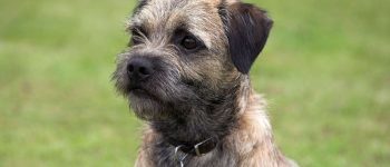 Portrait of purebred Border Terrier dog