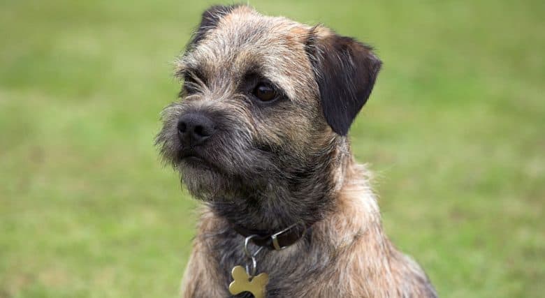 Portrait of purebred Border Terrier dog