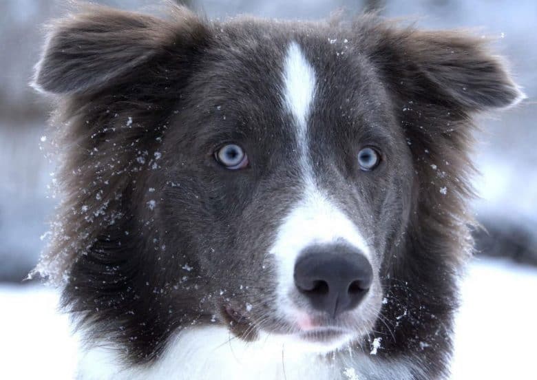 Portrait of rare Australian Shepherd dog