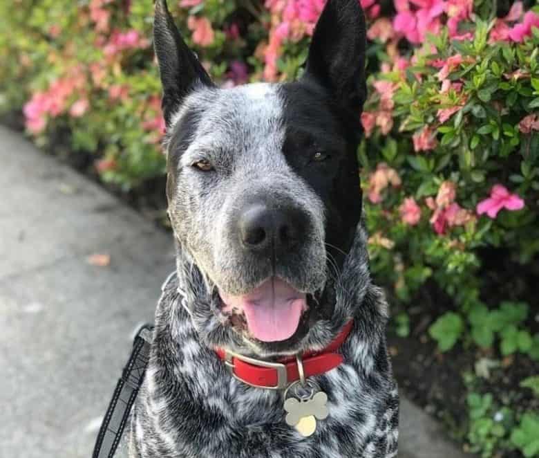 Portrait of Shar Pei Blue Heeler mix dog