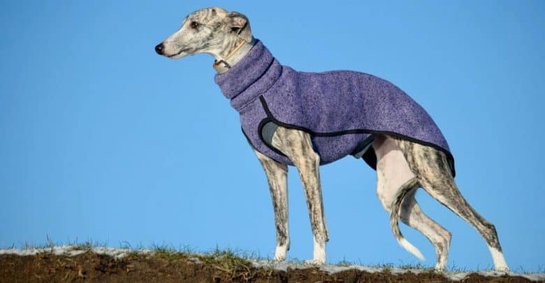 Portrait of Sighthound dog wearing a purple outfit