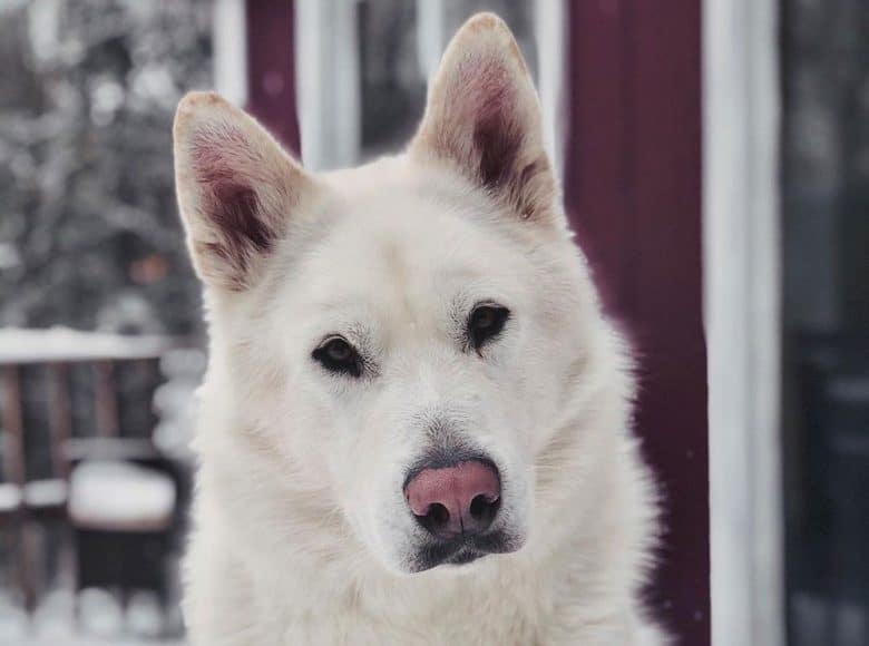 Portrait of solid white Alaskan Malamute dog